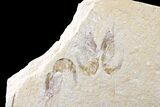 Cluster Of Six Fossil Shrimp - Lebanon #163541-3